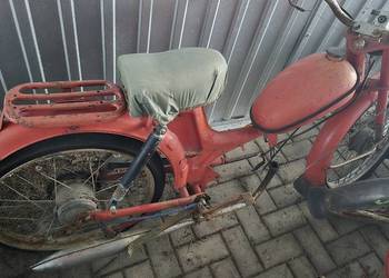 Komar zarejestrowany