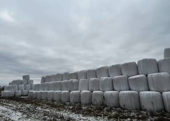 Siano i sianokiszonka