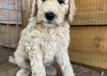 Aussiedoodle szczenięta samce