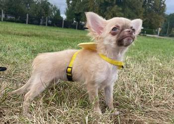 Chihuahua długowłosa suczka płowa piękna laleczka