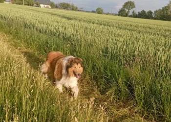 Pies Owczarek Szkocki Collie