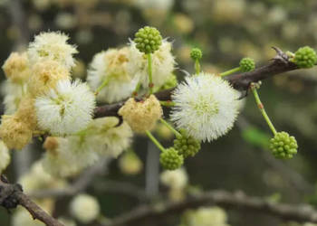 CIERŃ PARASOLOWY Acacia planifrons - NASIONA 100g