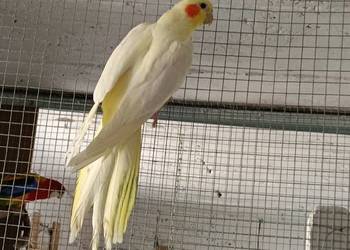 Nimfy 3 sztuki likwidacja promocja