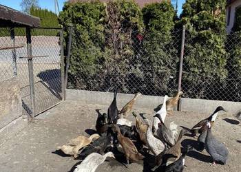 Jaja lęgowe biegusa, biegus indyjski.