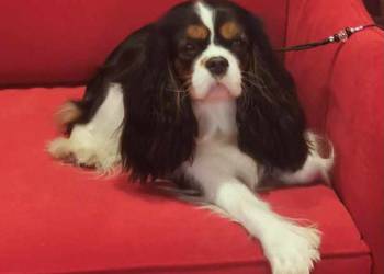 Cavalier King Charles Spaniel