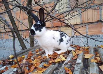 króliki młode SAMCE z przydomowej hodowli