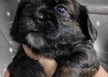 Szczenięta shih tzu z genem blue