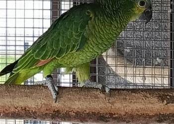 Amazonka Niebieskoczelna Samica