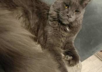 Rezerwacja Maine Coon