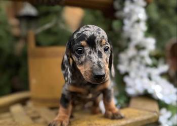 Cudowny! Piesek jamnik miniaturowy blue merle z rodowodem