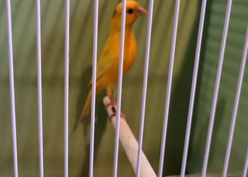 Kanarek Miniatura Irlandzka