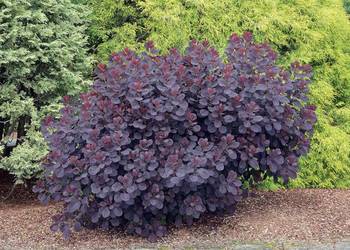 PERUKOWIEC PODOLSKI Royal Purple - sadzonki w doniczkach