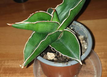 Sansewieria samuraj, najprawdopodobniej