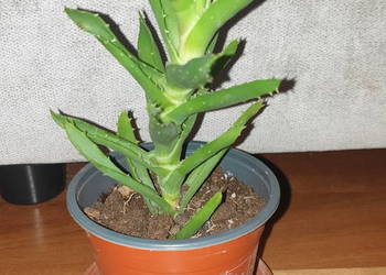 Aloes zielony, wysokość 22cm,  nr 3