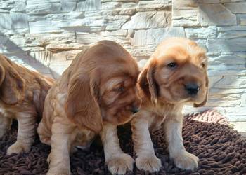 Śliczne Szczenięta Cocker Spaniel Angielski