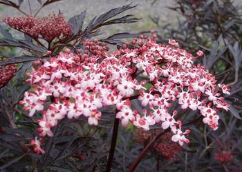 BEZ CZARNY Black Lace - sadzonki w doniczkach