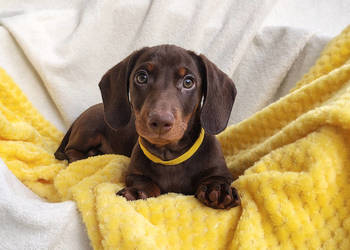 SAMIEC Jamnik krótkowłosy Czekoladowy podpalany BOOTES Kraków