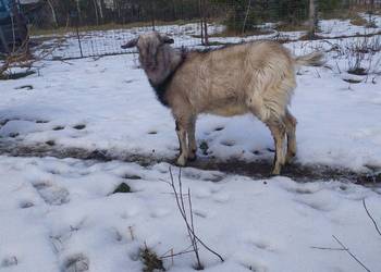 Kozioł roczny spokojny