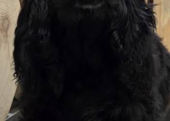 Cocker Spaniel Angielski