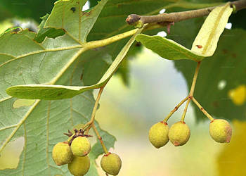 LIPA SREBRZYSTA Tilia tomentosa - NASIONA 90 sztuk - 10g.