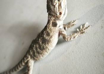 Agama brodata młoda