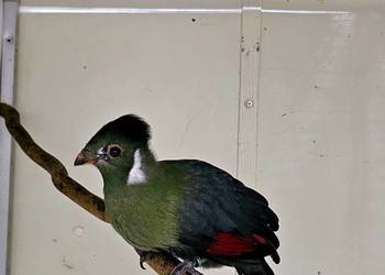 Turaco Białouche Samiec ( Turaco Leucotis)