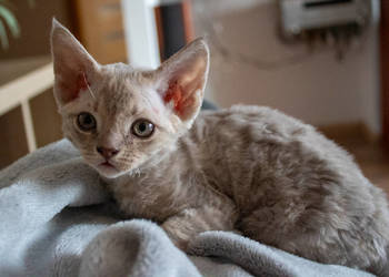 Kotka Devon Rex - Quilla - liliowa pręgowana - FIFe