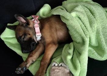 Owczarek Belgijski Milanois