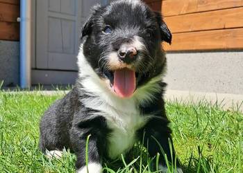 Border Collie - piesek BOSS - z hodowli NEGRESSE