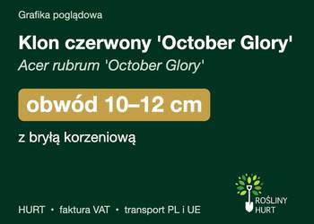 Klon czerwony 'October Glory' obwód 10-12 cm, z bryłą – HURT