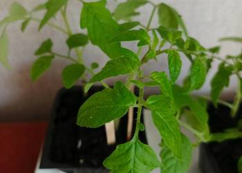 Sadzonki pomidora koktaailowego Cherry Tomato.