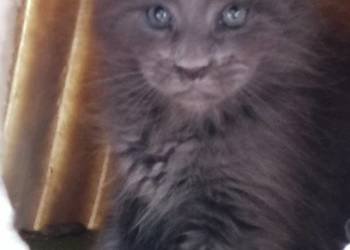 Rezerwacja Maine Coon