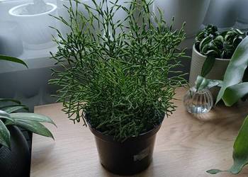 Hatiora salicornioides ładna duża sadzonka