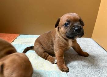 Szczeniaki Staffordshire Bull Terrier