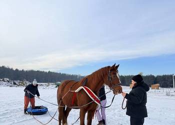 Pontony Śnieżne do holowania za koniem
