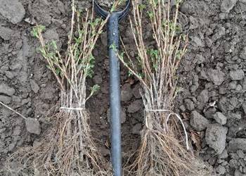 Porzeczka czarna czerwona sadzonka sztobry