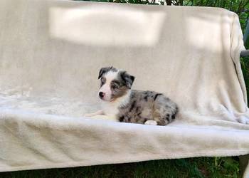 Suczka Border collie blue merle z rodowodem z domowej hodowli Suczka Border
