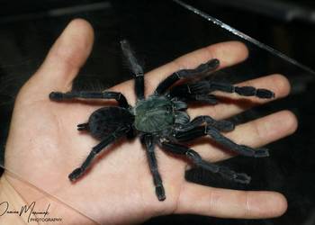 Cyriopagopus sp. "Valhalla" L3 NS