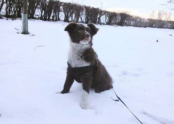 Border collie czekoladowo białe