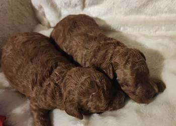 Pudelki toy /miniatura szczenięta koniec grudnia odbiór