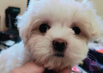 Maltańczyk,śliczna, malutka sunia