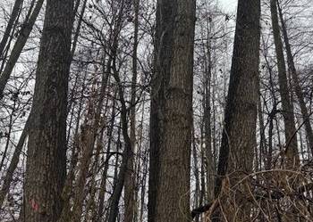 DRZEWA OLCHY DO SAMODZIELNEJ WYCINKI