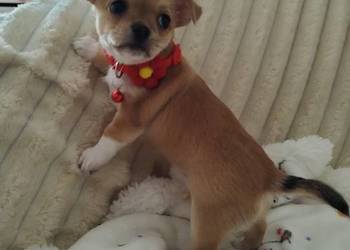 Chihuahua suczka