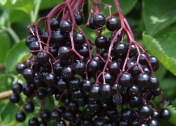 BEZ CZARNY Sambucus nigra NASIONA 4000 sztuk - 10g.