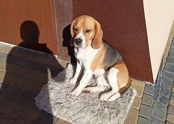 R e p r o d u k t o r  Beagle
