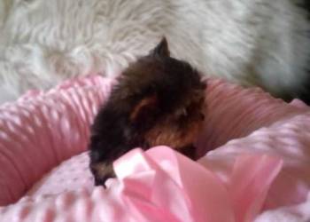 *** Yorkshire Terrier Śliczne Dziewczynki Po Maleńkich Rodzi