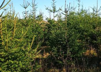 Sprzedaż hurtowa choinek Świerk