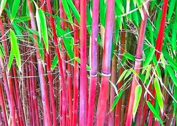 ZAMÓW JUŻ DZIŚ Z ZIMOWĄ CENĄ
WYSYŁKA PO 15 MARCA !

? Bambus mrozoodporny