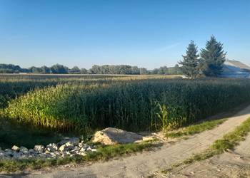 Kukurydza na kiszonkę