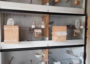 Sprzedam klatki dla ptaków